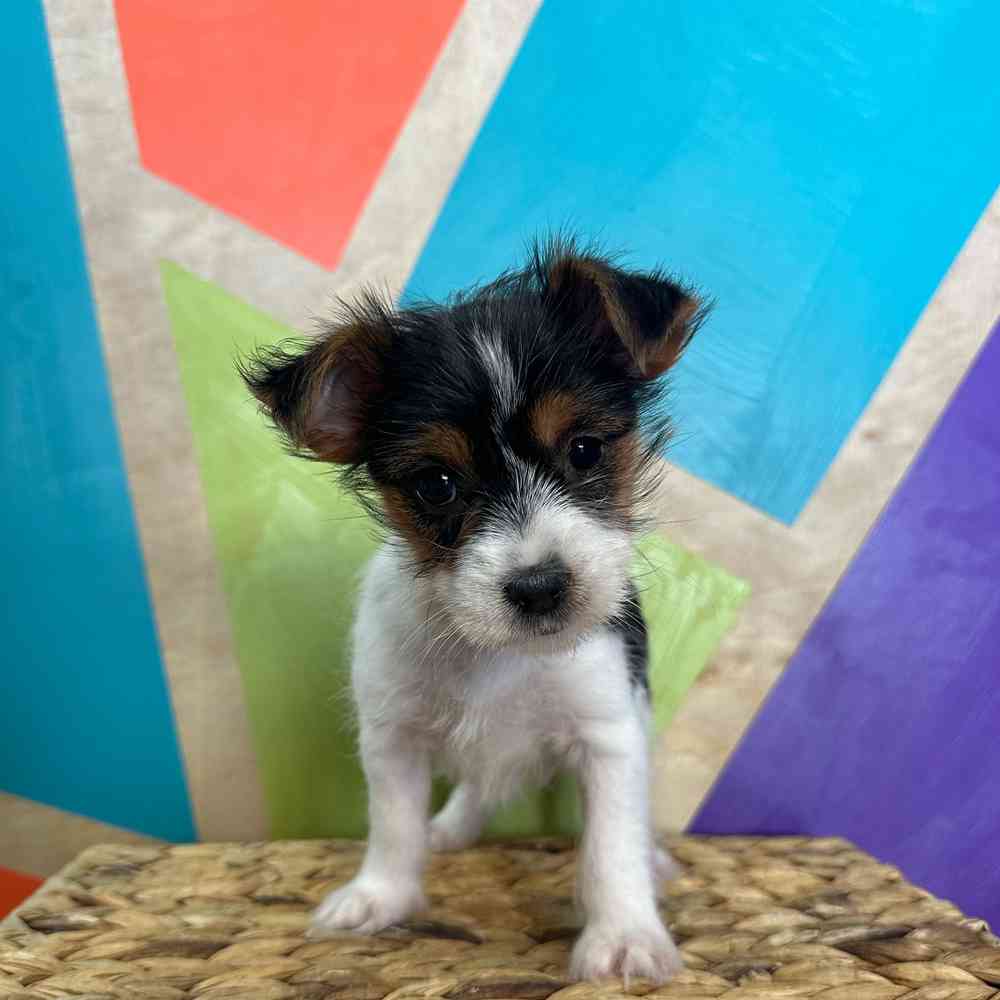 carousel pet images