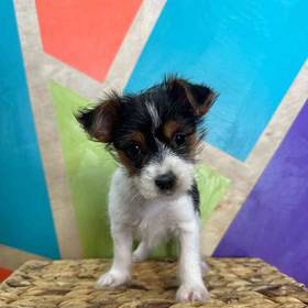 Biewer Yorkshire Terrier