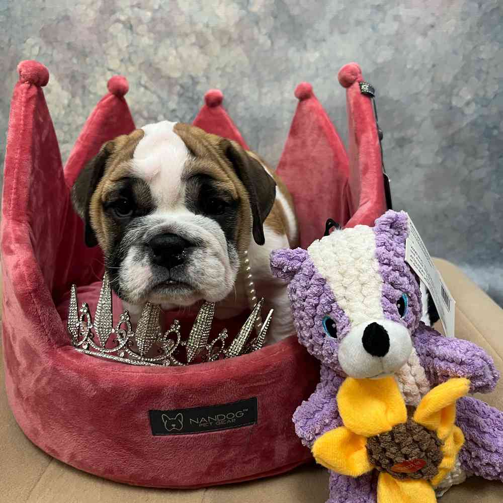 carousel pet images