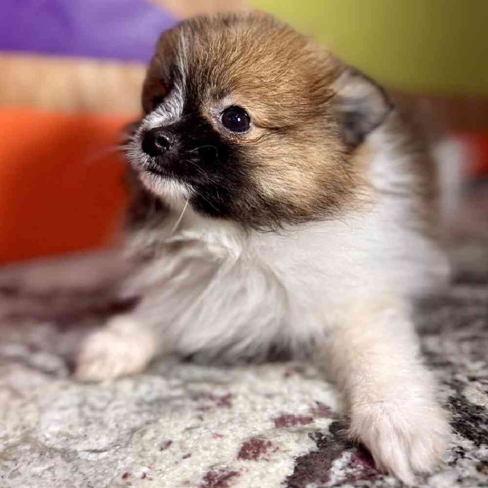 carousel pet images