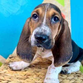 Basset Hound