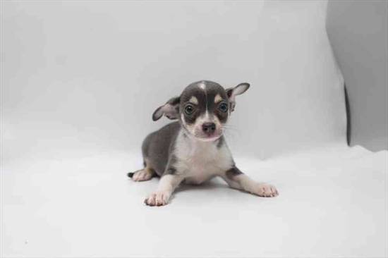 Chihuahua