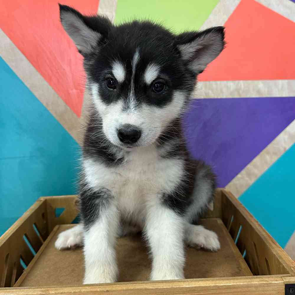 Image of a pet breed in the gallery