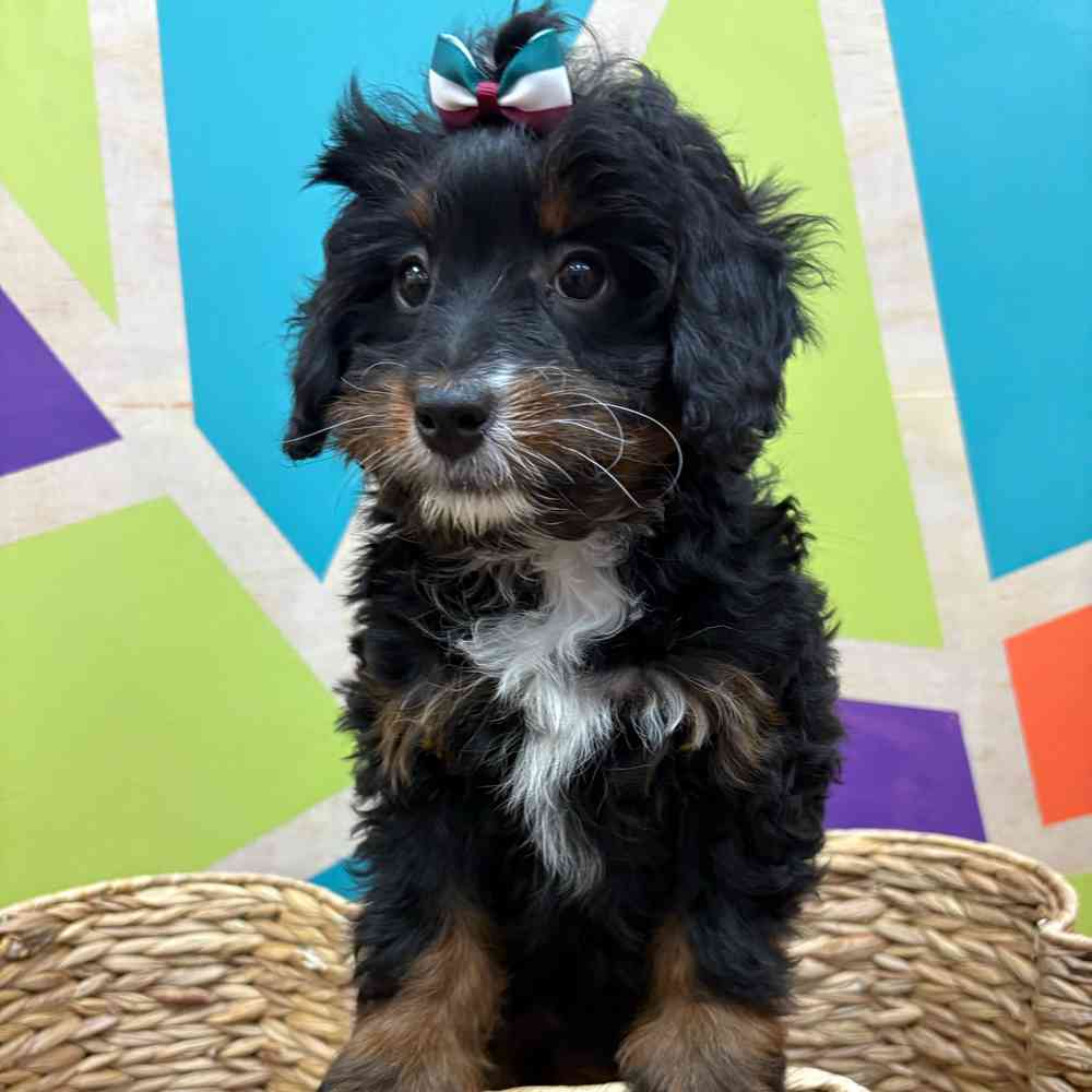 carousel pet images