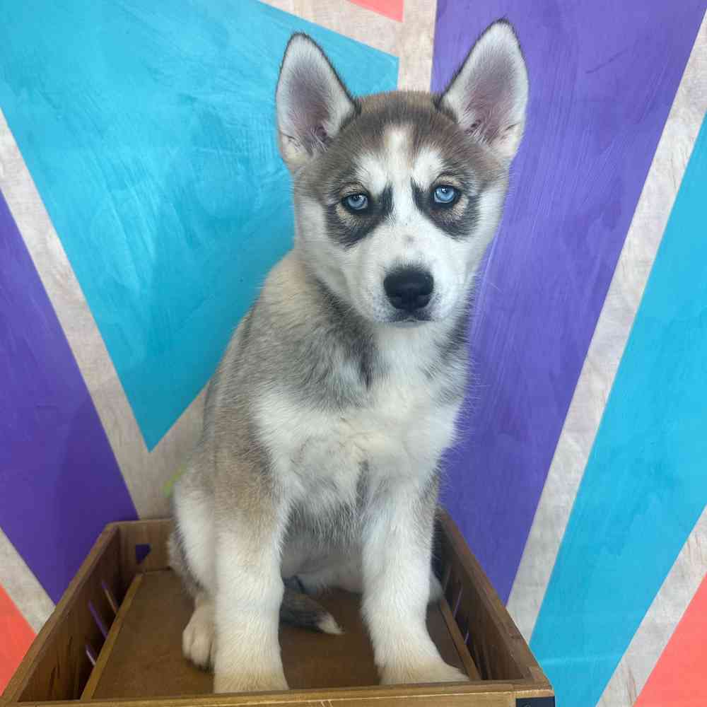 pet breed image