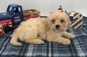 Lhasa-Poo