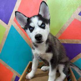 Siberian Husky