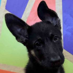 German Shepherd