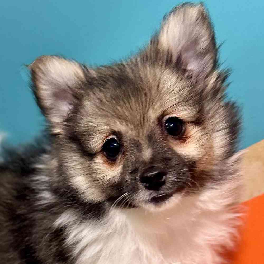 pet breed image