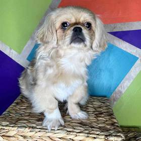 Pekingese