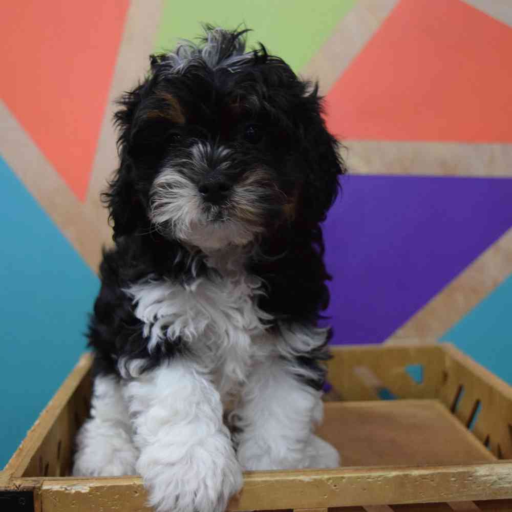 carousel pet images