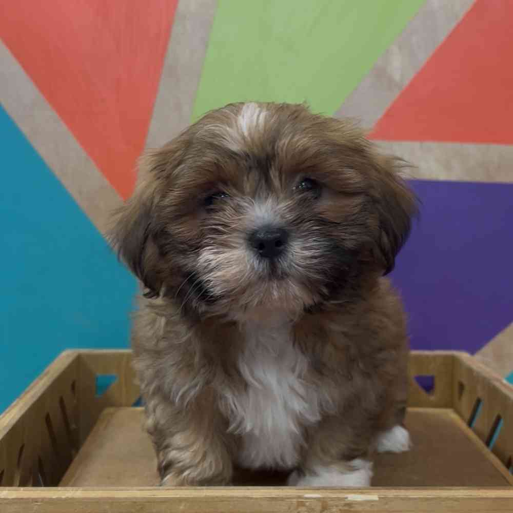 pet breed image
