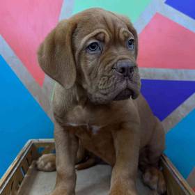 Dogue De Bordeaux