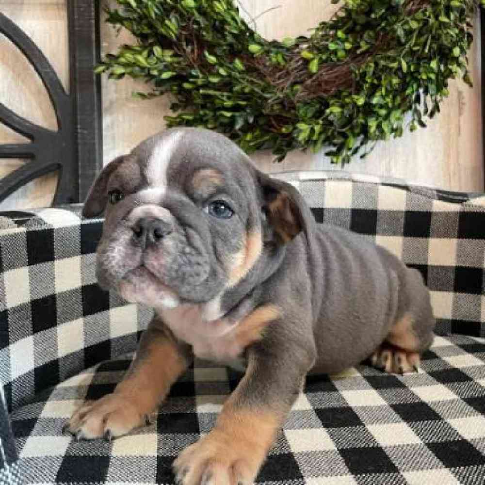 Female English Bulldog Puppy for sale Petland Rogers