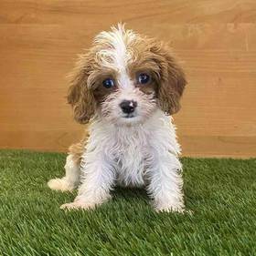 Cavapoo