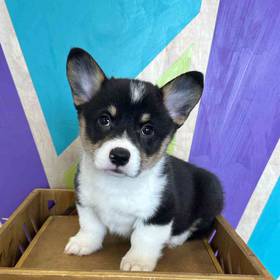 Pembroke Welsh Corgi