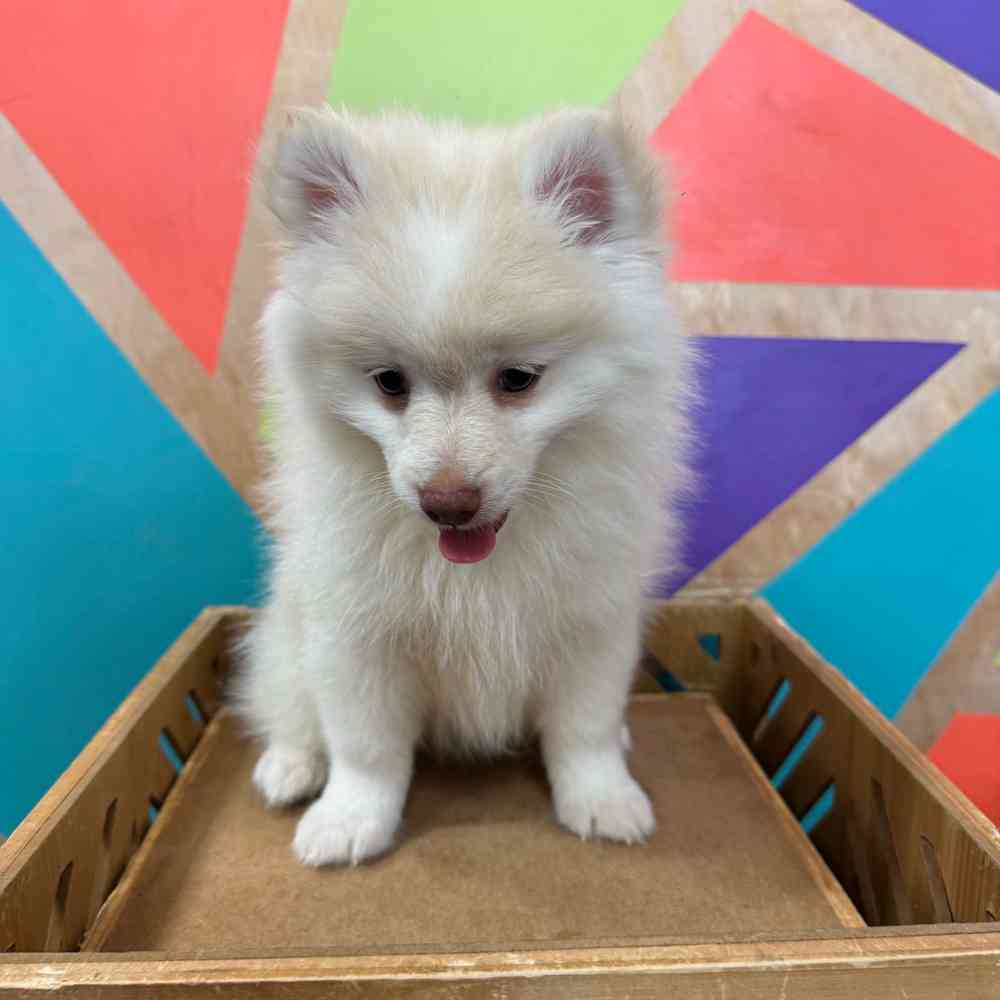 pet breed image