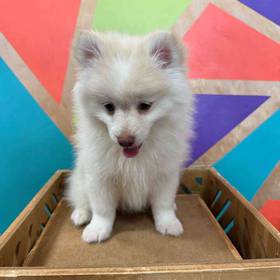 Pomeranian