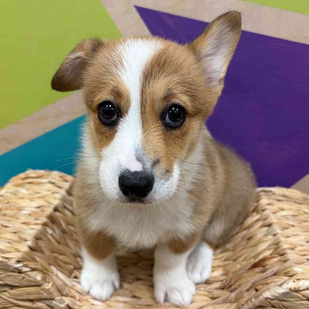 carousel pet images