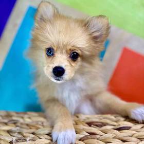 Pomeranian
