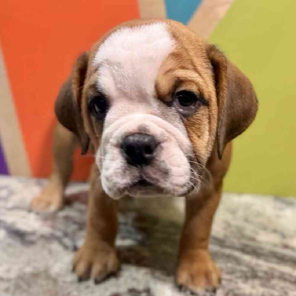 carousel pet images
