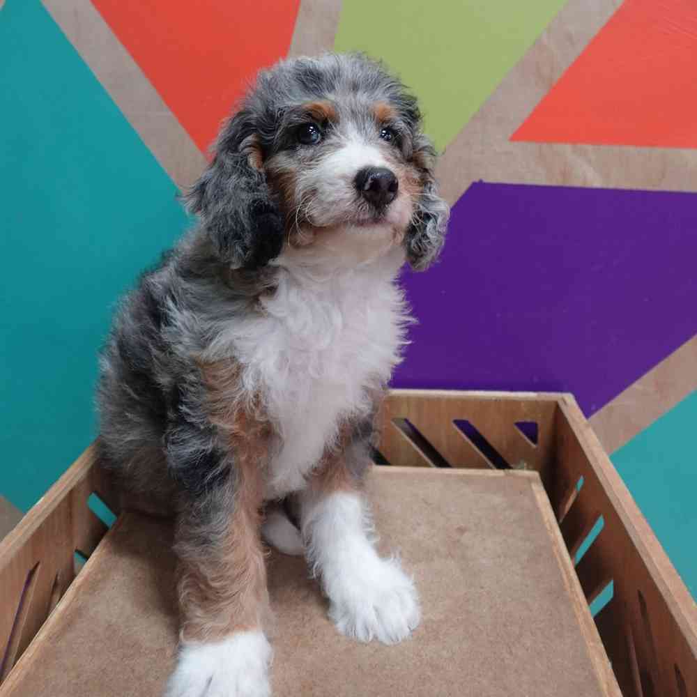 carousel pet images