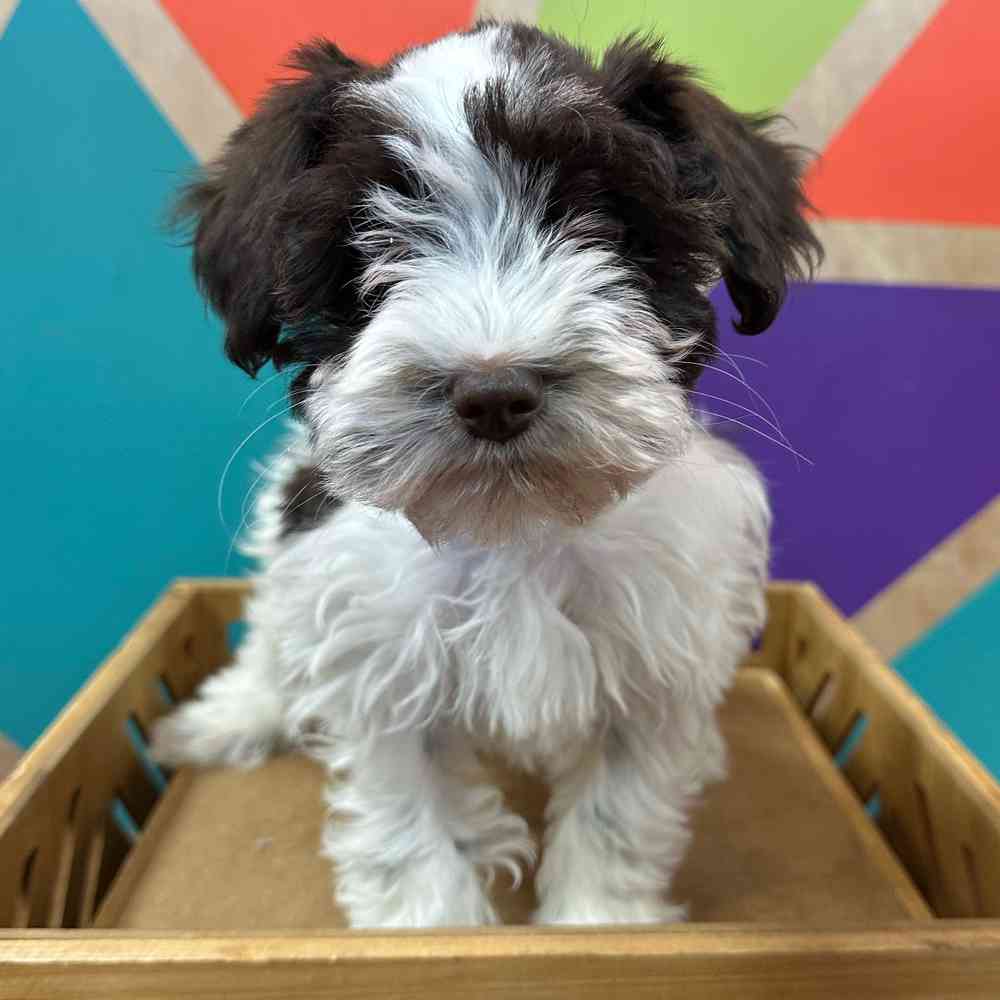 carousel pet images