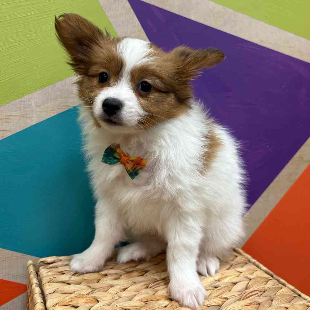 carousel pet images