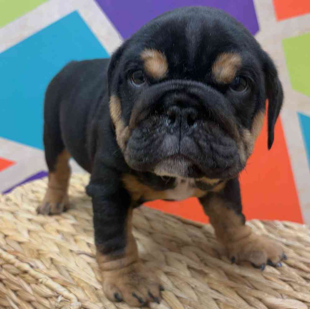 carousel pet images