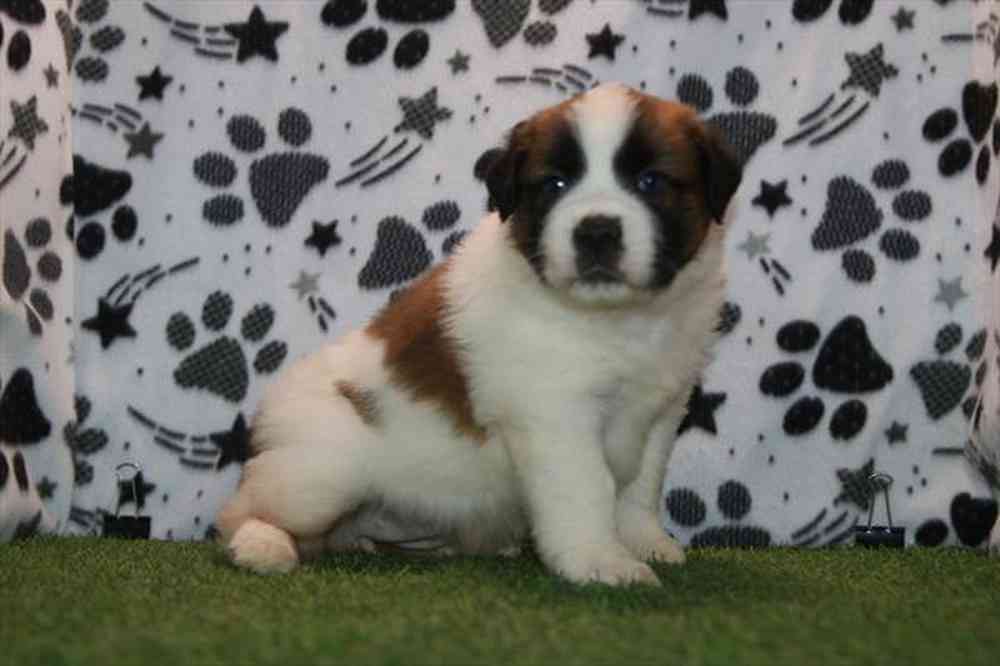 Image of a pet breed in the gallery