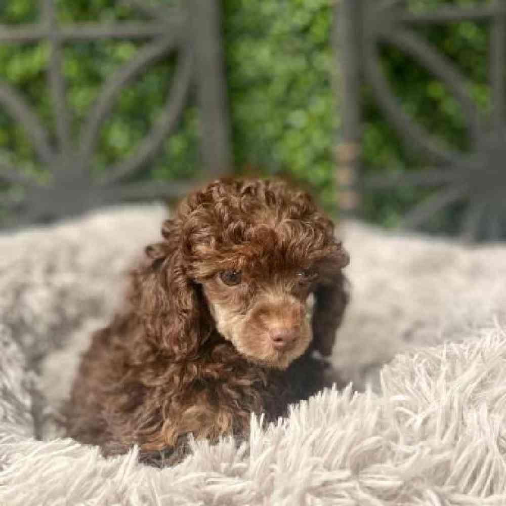 Female Poodle Puppy for Sale in Rogers, AR