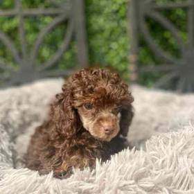 Mini Poodle
