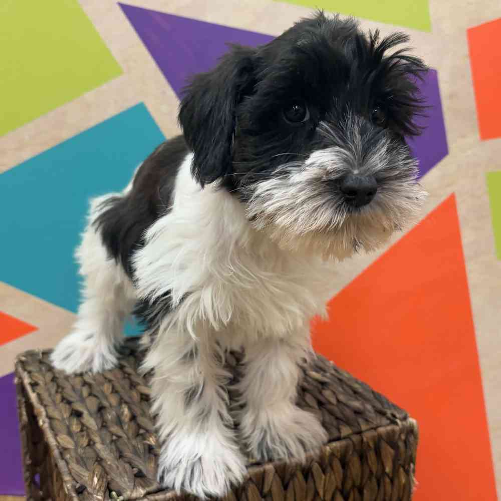 carousel pet images