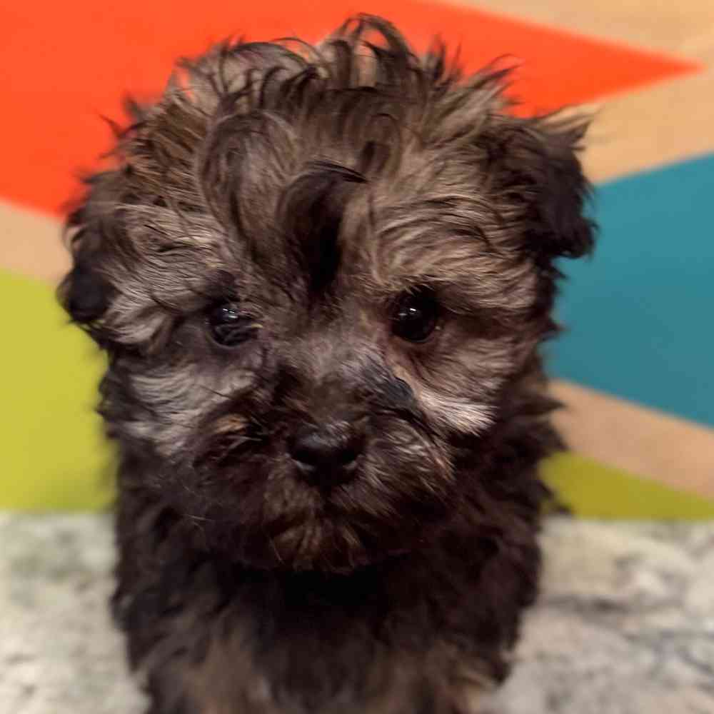 Image of a pet breed in the gallery
