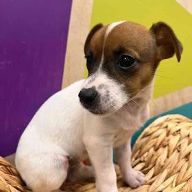 Jack Russell Terrier