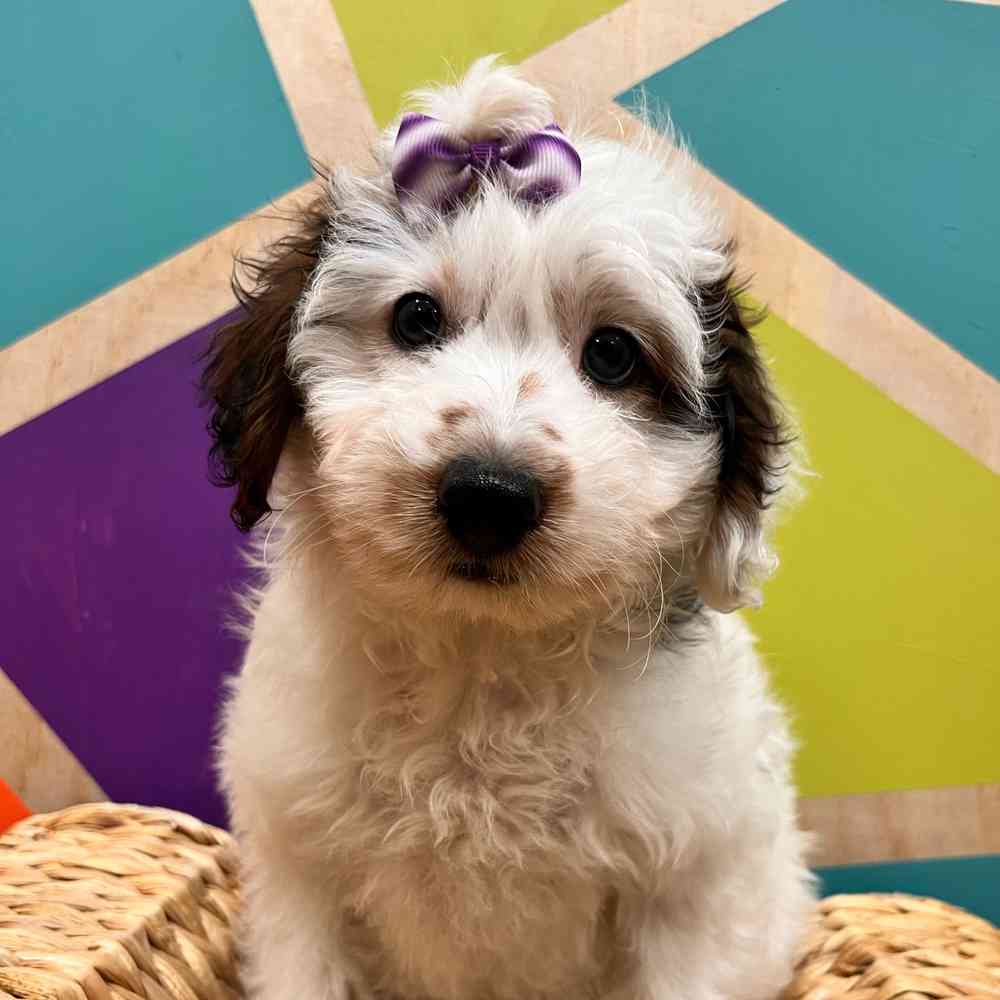 Image of a pet breed in the gallery