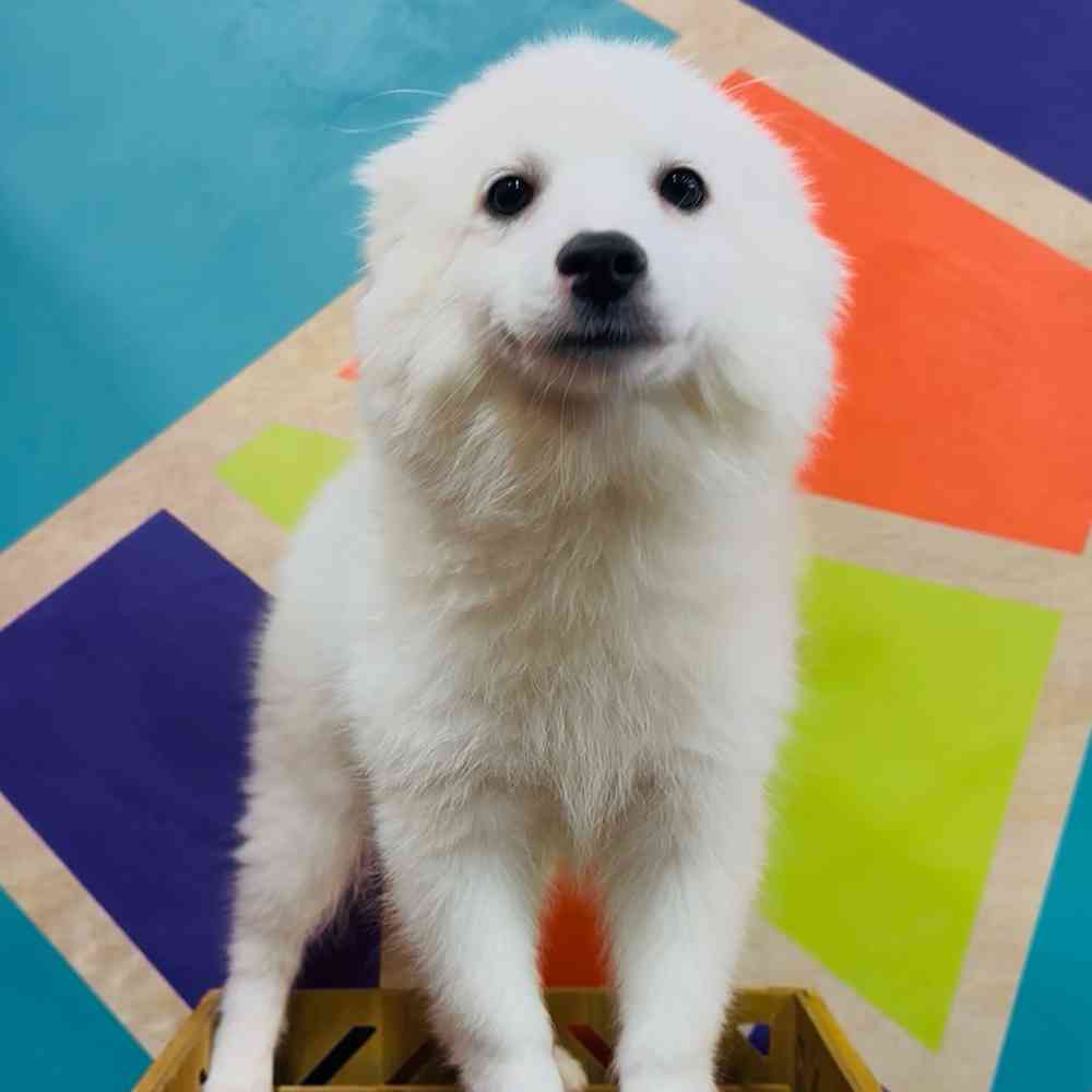 carousel pet images