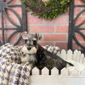 Mini Schnauzer