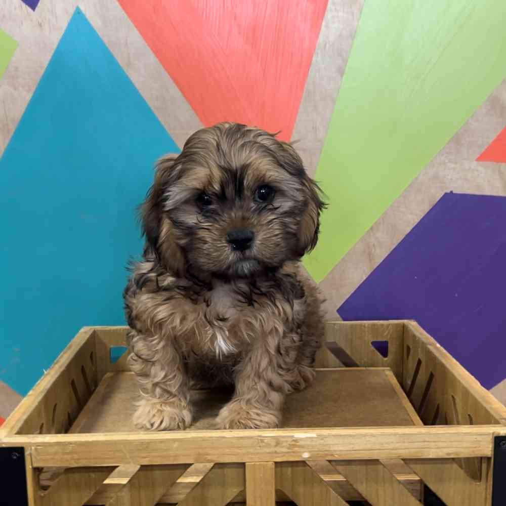 carousel pet images