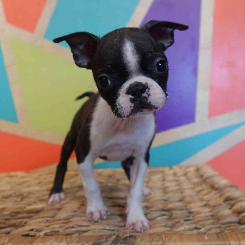 Image of a pet breed in the gallery