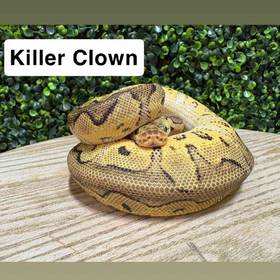 Ball Python
