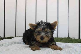 Yorkie