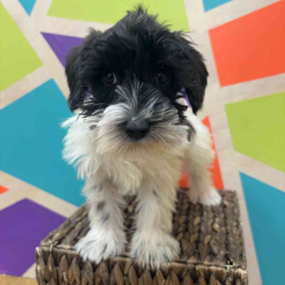 carousel pet images