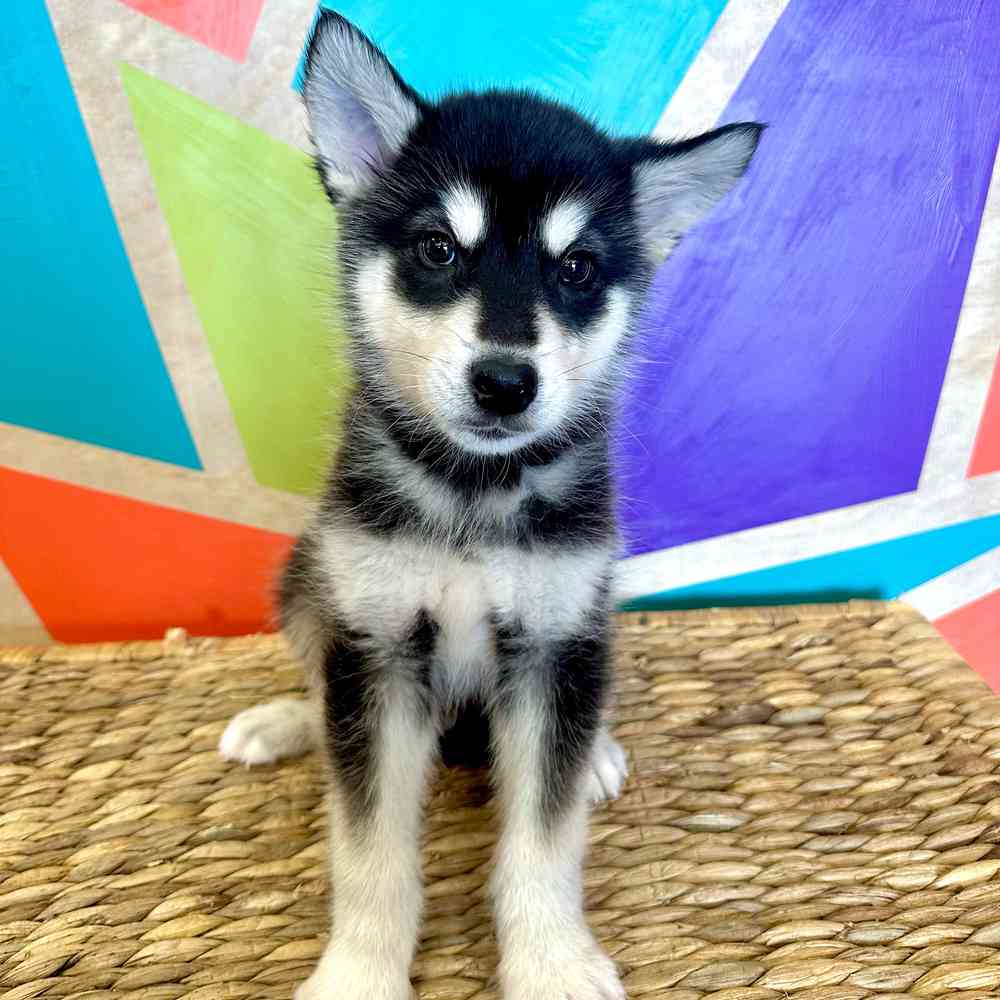 Image of a pet breed in the gallery