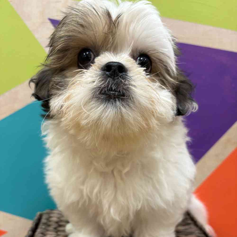 carousel pet images