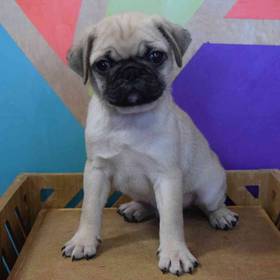 Pug