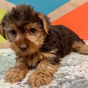 Yorkie