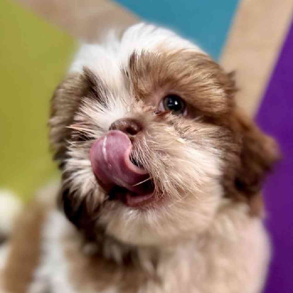carousel pet images
