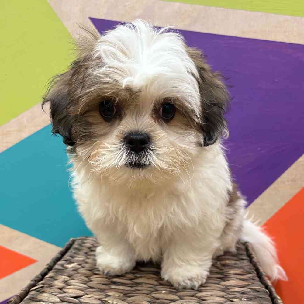 carousel pet images