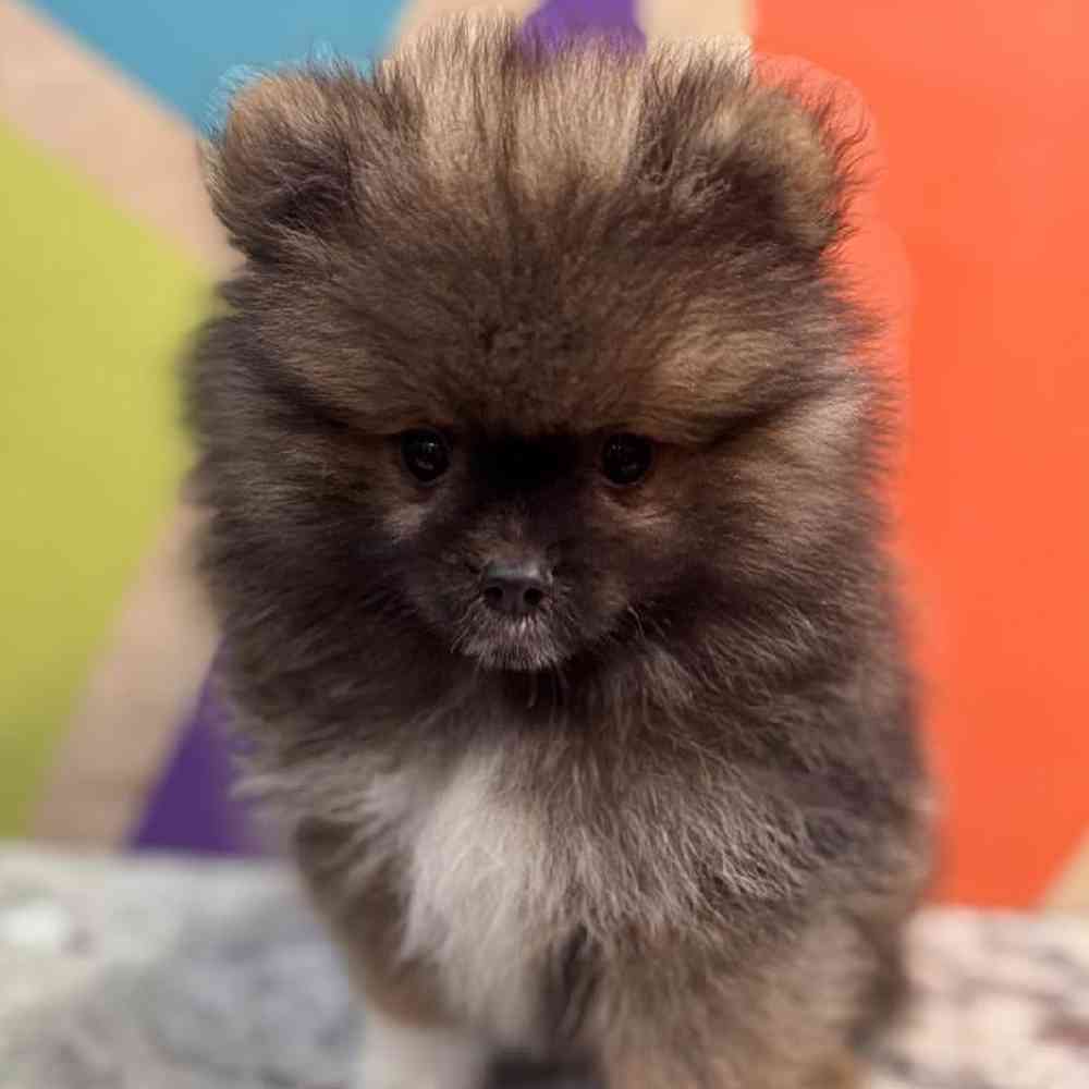 carousel pet images
